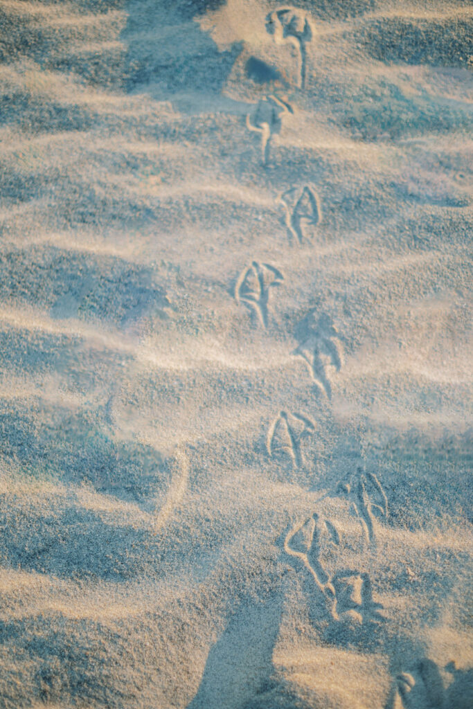 Little Seagull foot prints on the beach. 